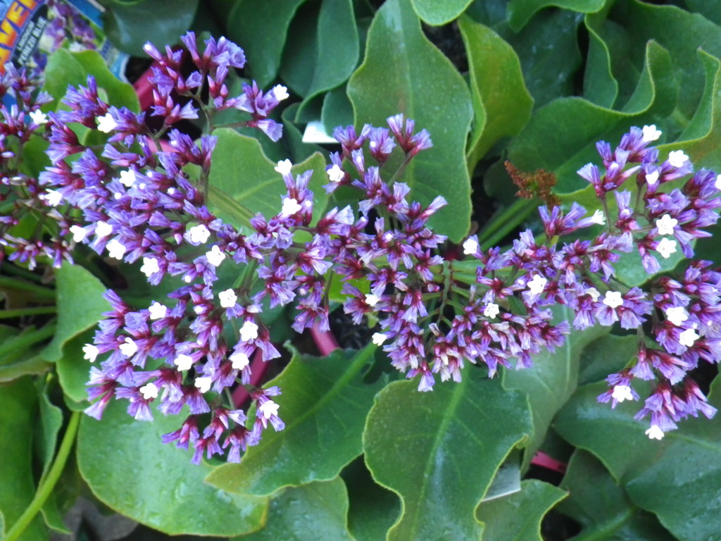 Perennial statice Landsdale Plants