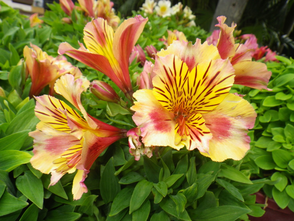 Princess Lily (11) Landsdale Plants