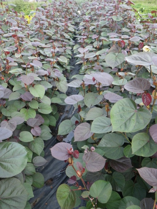 Cottonwood Hibiscus Landsdale Plants