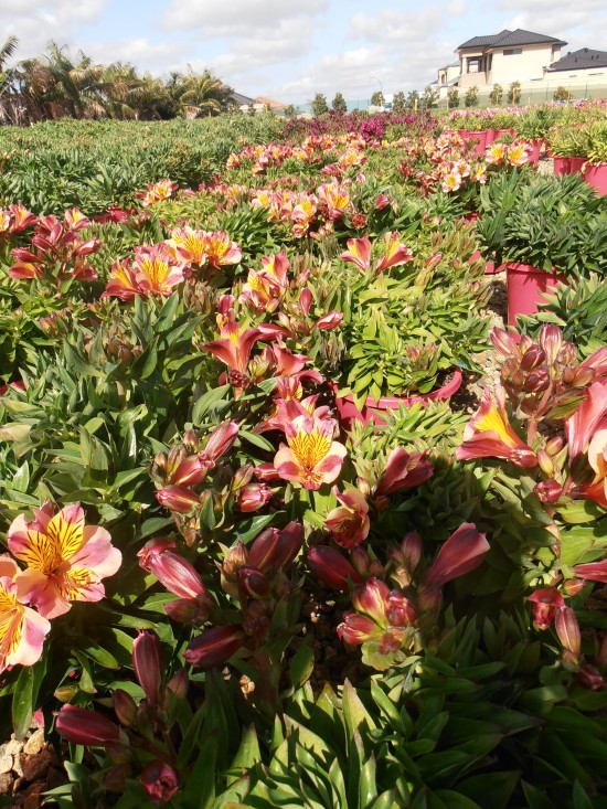 Princess Lilies Landsdale Plants