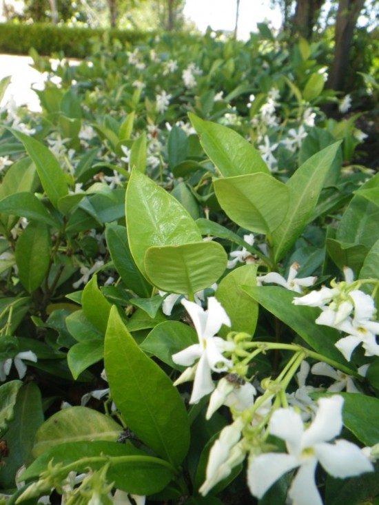 Chinese Star Jasmine Landsdale Plants