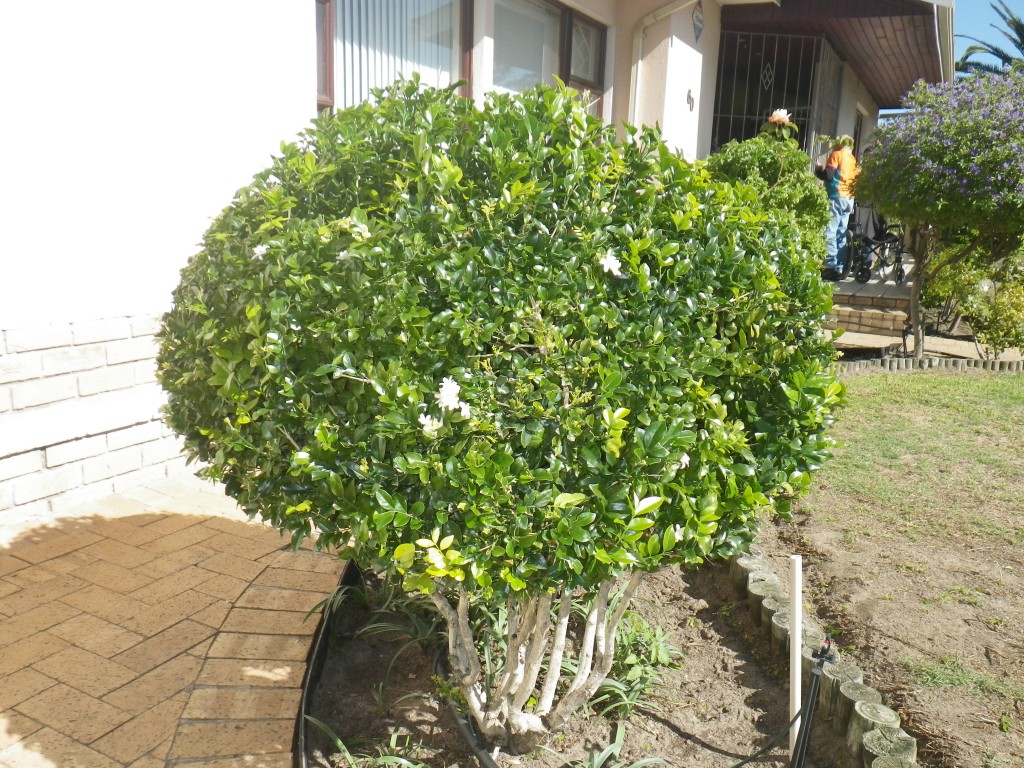 Murraya Standard Landsdale Plants