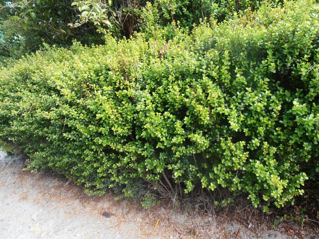 Myrsine African African Box Hedge (2) Landsdale Plants