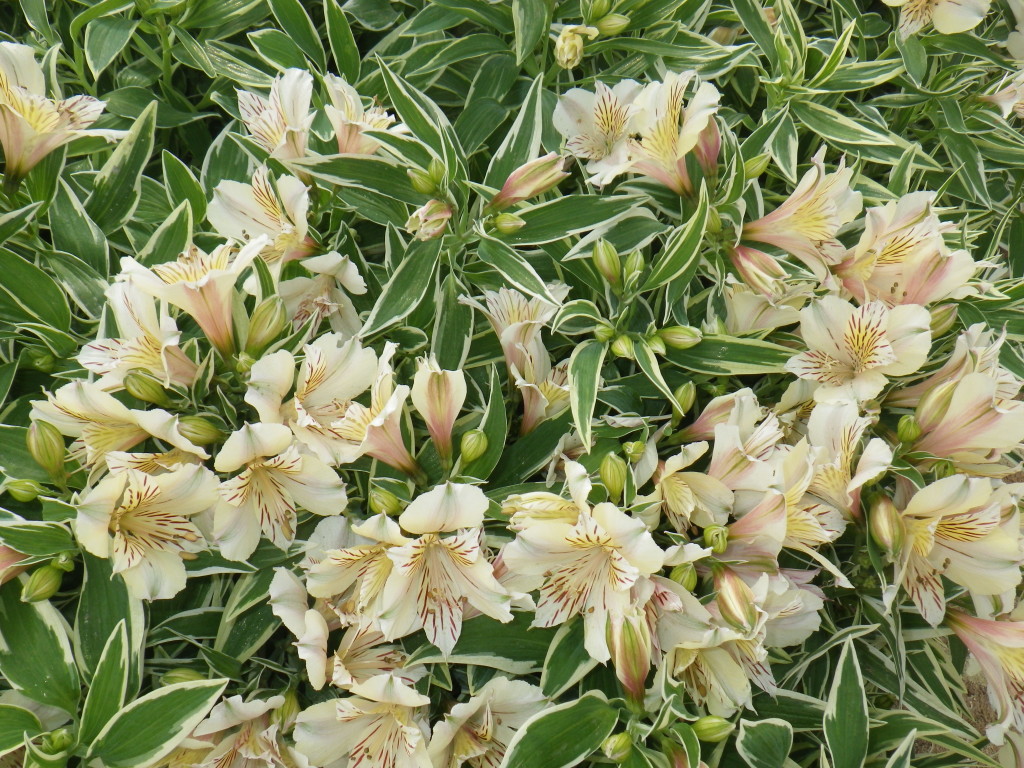 Princess Lilly Landsdale Plants