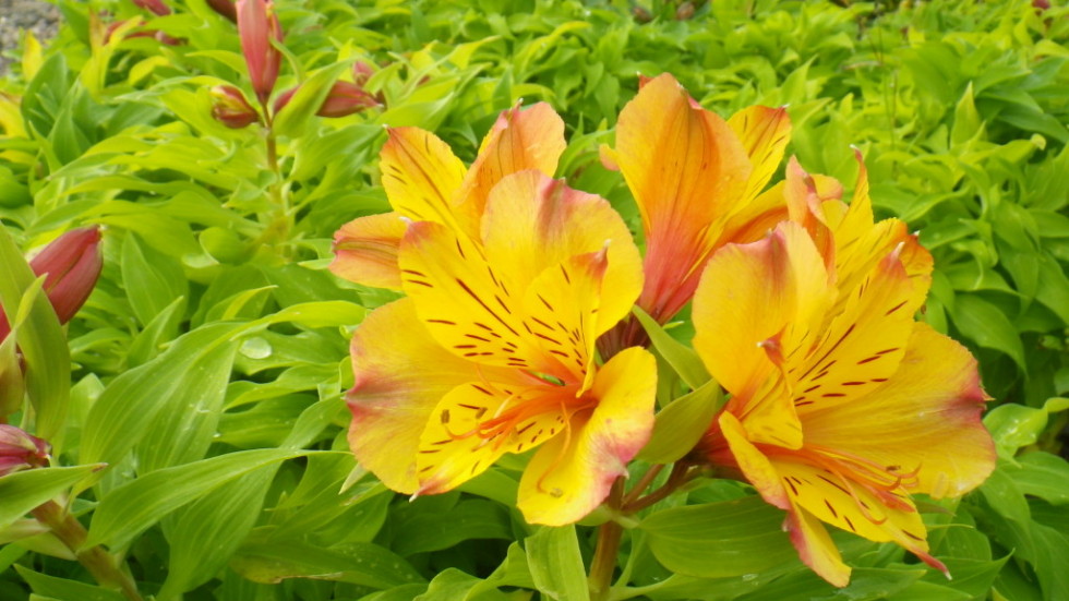 Princess Lily Landsdale Plants