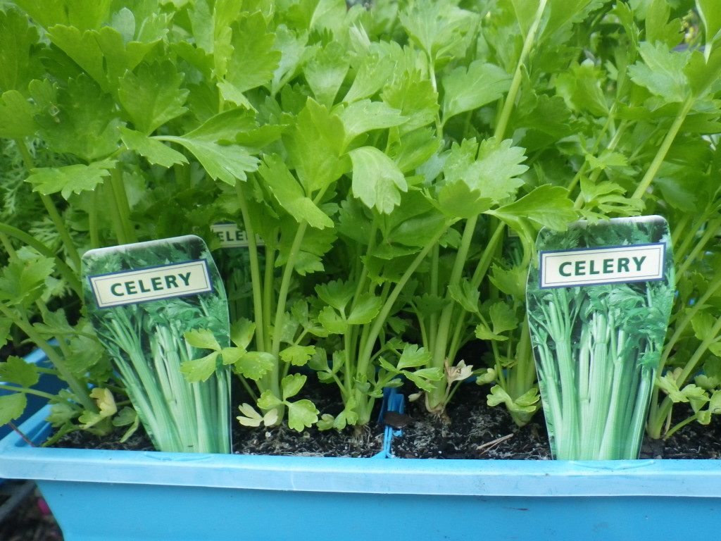 Vegetable seedlings Celery Landsdale Plants