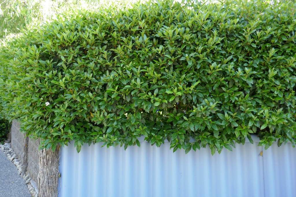 Viburnum Tinus Hedge Landsdale Plants