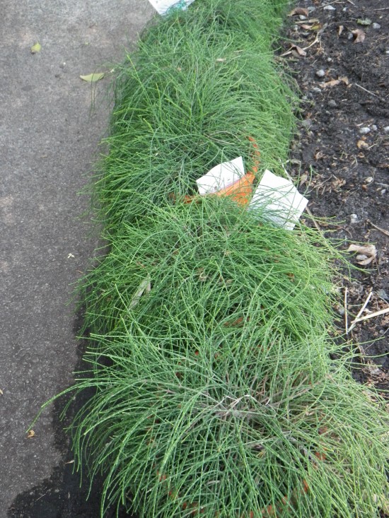 Cousin It Landsdale Plants