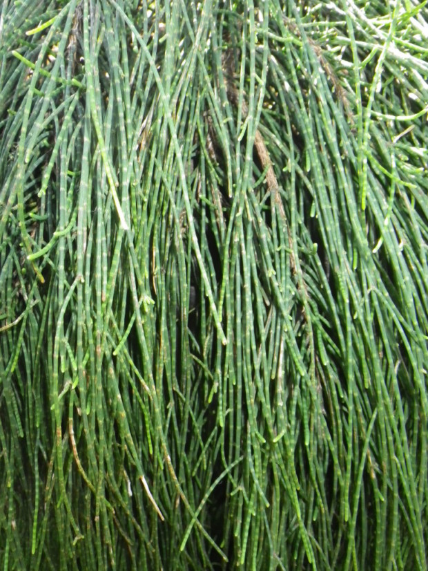 Cousin It (2) Landsdale Plants
