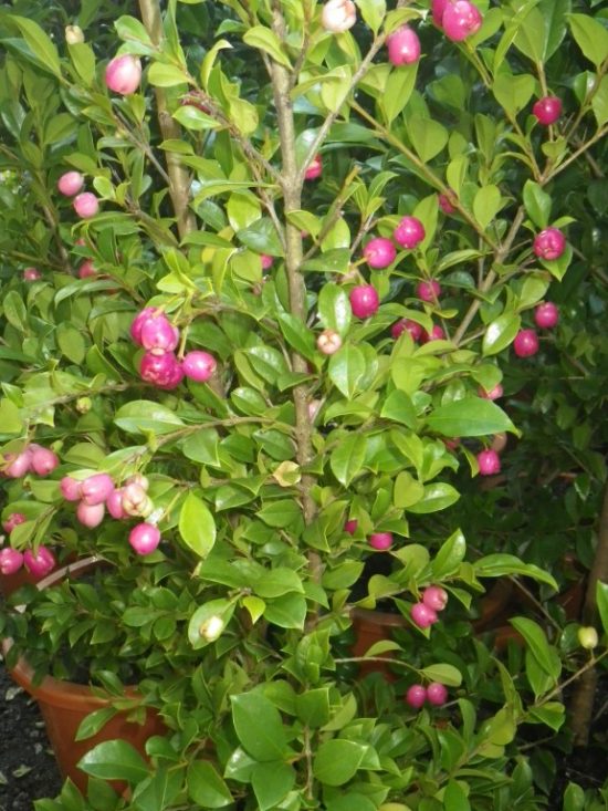 Syzygium Backyard Bliss - Landsdale Plants