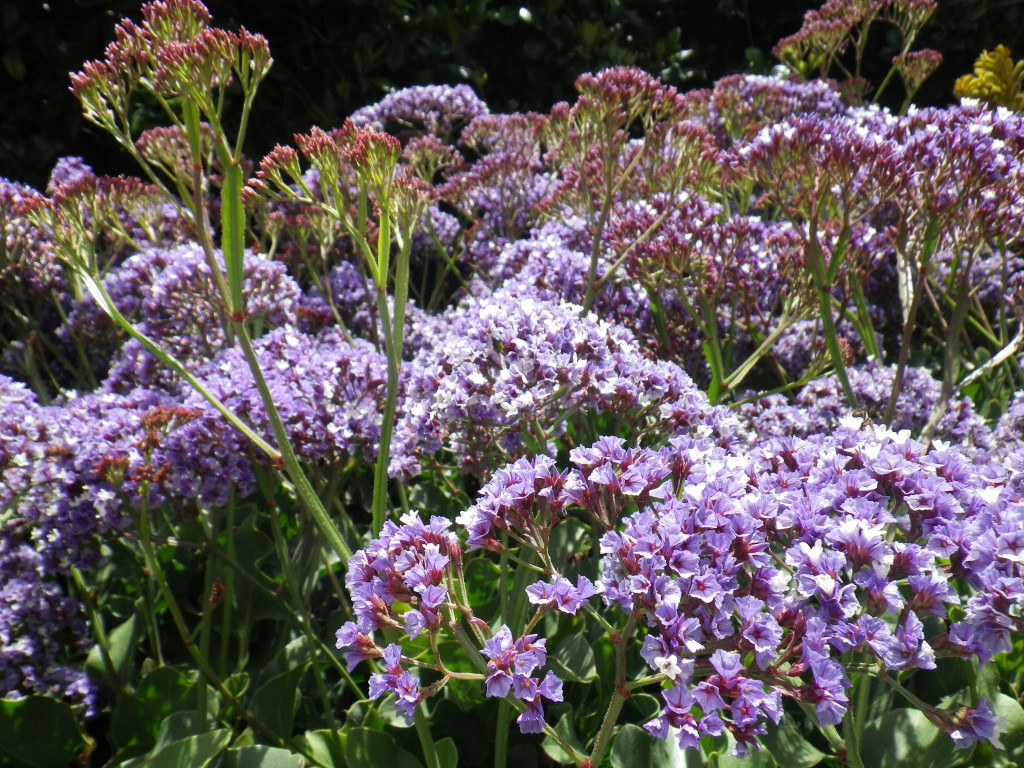 Perennial Statice Landsdale Plants
