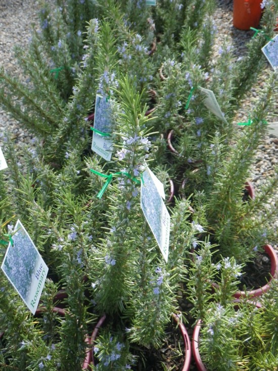 Blue Rosemary (2) Landsdale Plants