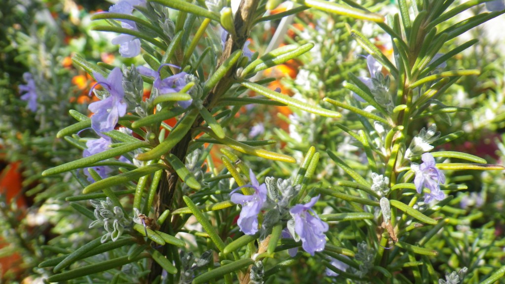 Blue Rosemary Landsdale Plants