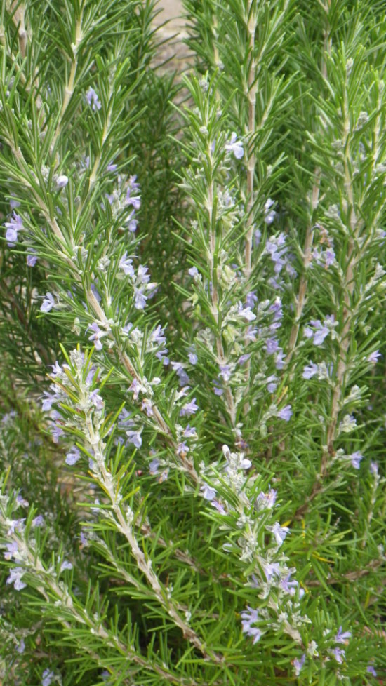 Rosemary Blue (3) Landsdale Plants