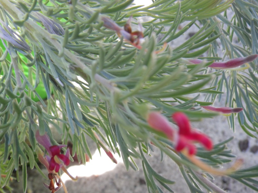 Adenanthos cunninghamii Prostrate Woolly bush (2) Landsdale Plants