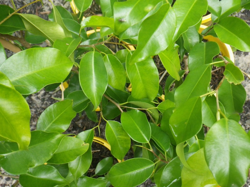 Ficus Benjamina (2) Landsdale Plants