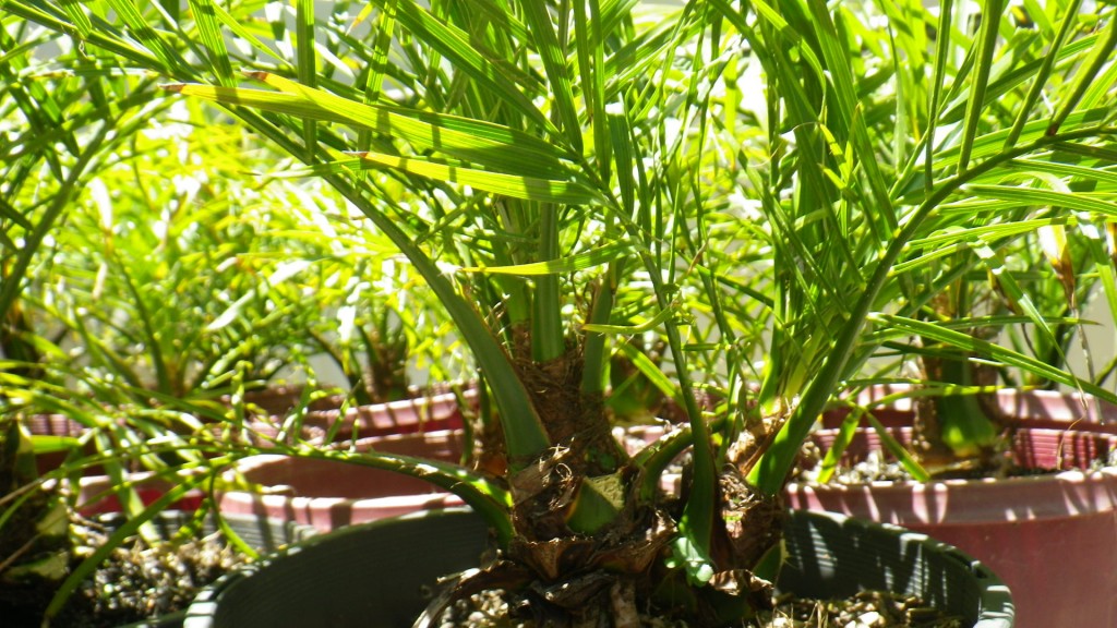 Dwarf Date Palm (5) Landsdale Plants