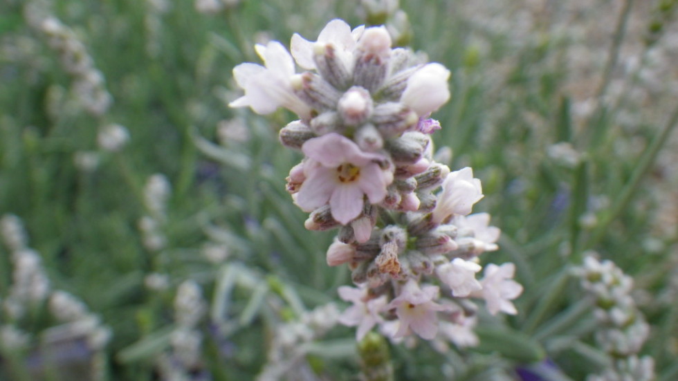 Lavender White Landsdale Plants