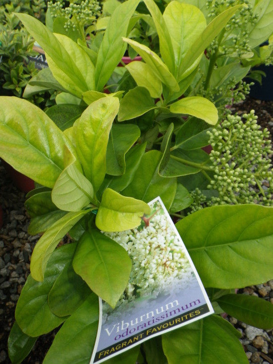 Viburnum Odoratissimum Landsdale Plants