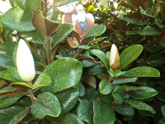 magnolia teddy bear landsdale plants magnolia teddy bear landsdale plants