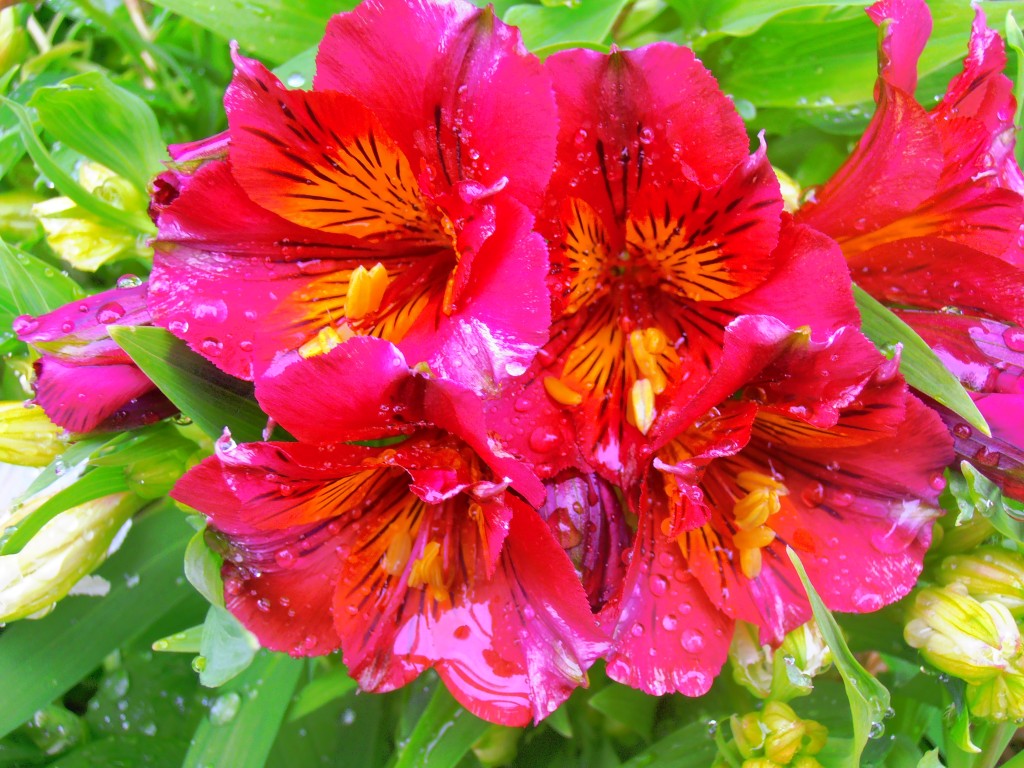 Alstroemeria Princess lily (2) Landsdale Plants