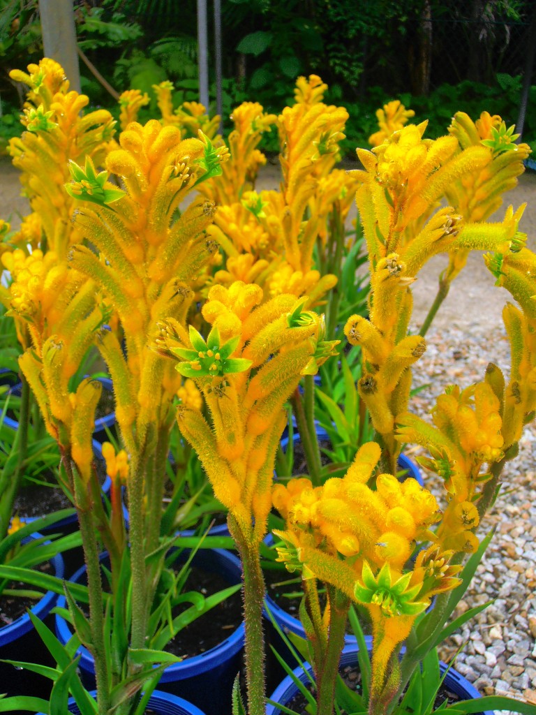 Anigozanthos Kangaroo paw Bush Bonanza Yellow Landsdale Plants